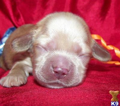 Cocker Spaniel Puppies for Sale