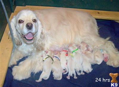 Cocker Spaniel Puppies for Sale