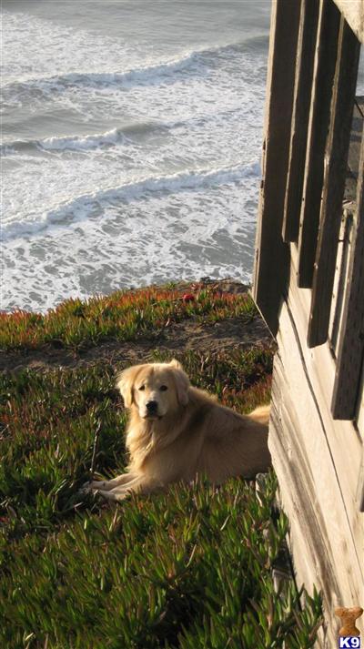 Stud Dogs - Golden Retriever