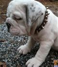 Old English Bulldog