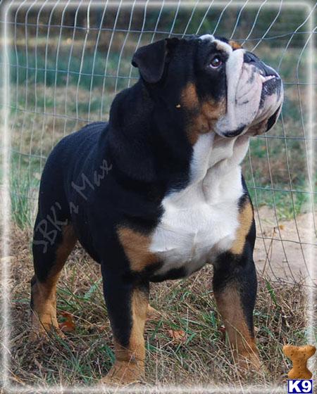 Old English Bulldog Puppies
