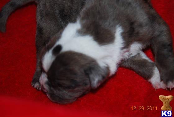 Old English Bulldog Puppies