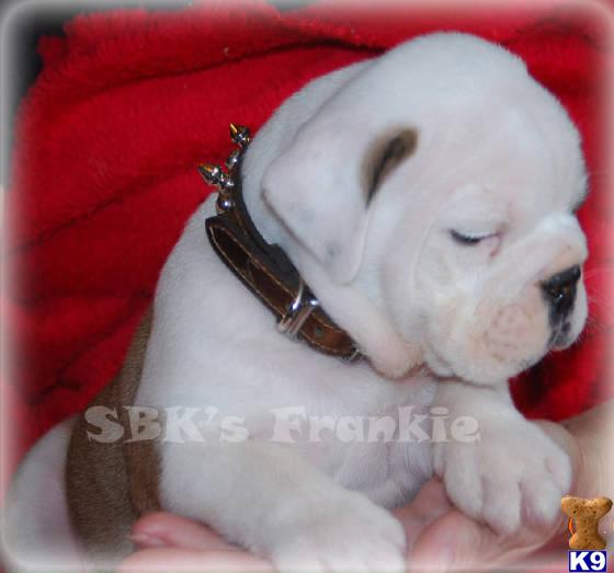 Old English Bulldog Puppies