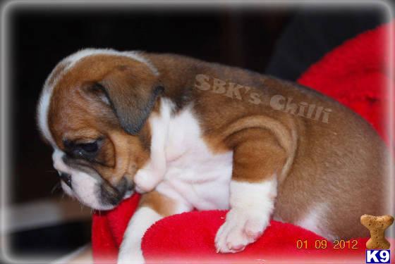 Old English Bulldog Puppies