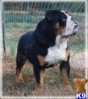 Stud Dogs - Old English Bulldog