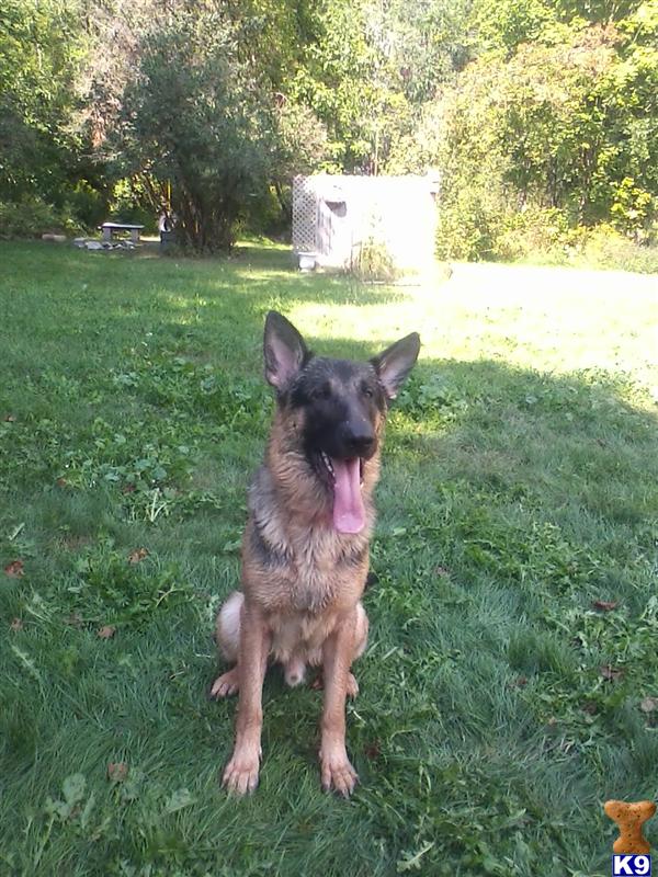 Stud Dogs in MI