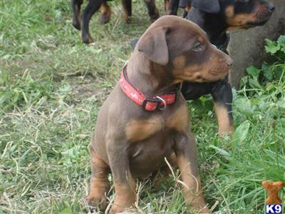 Puppies in MI