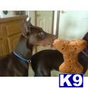 Stud Dogs - Doberman Pinscher