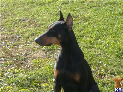 Doberman Pinscher Puppies for Sale