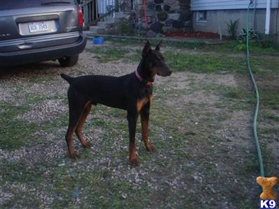 Stud Dogs - Doberman Pinscher