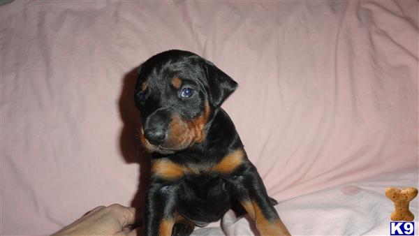 Doberman Pinscher Puppies