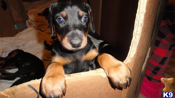 Doberman Pinscher Puppies