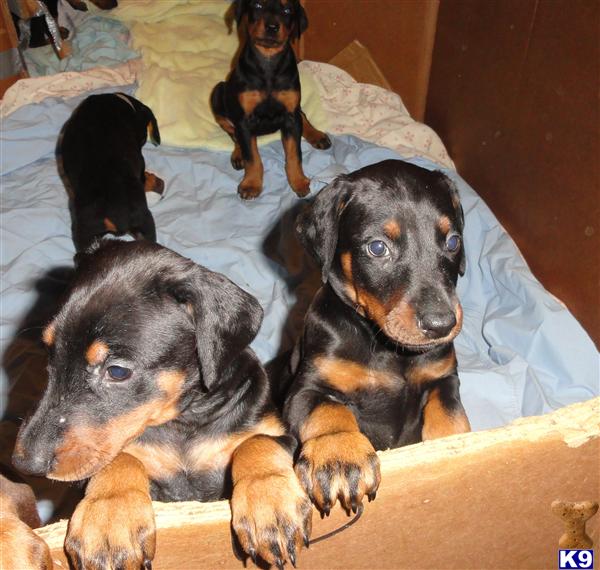 Doberman Pinscher Puppies