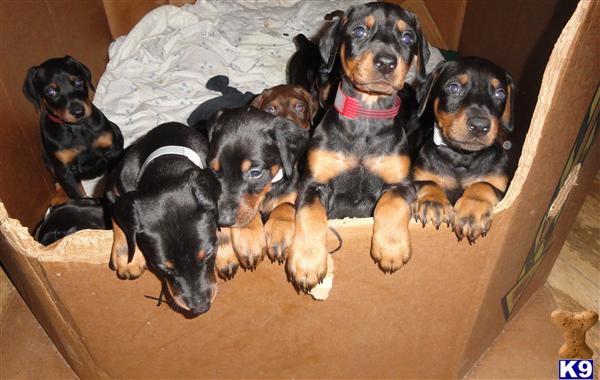Doberman Pinscher Puppies