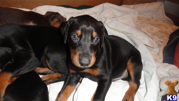 Doberman Pinscher Puppies