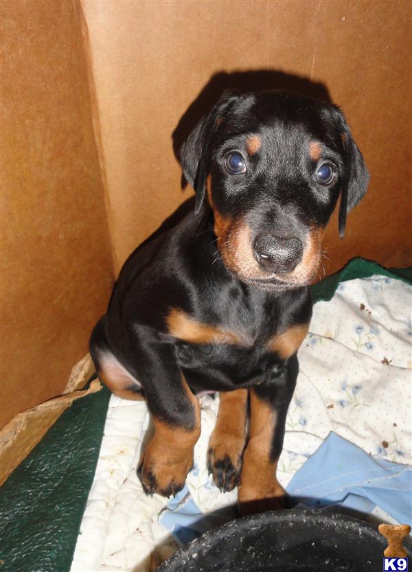 Doberman Pinscher Puppies