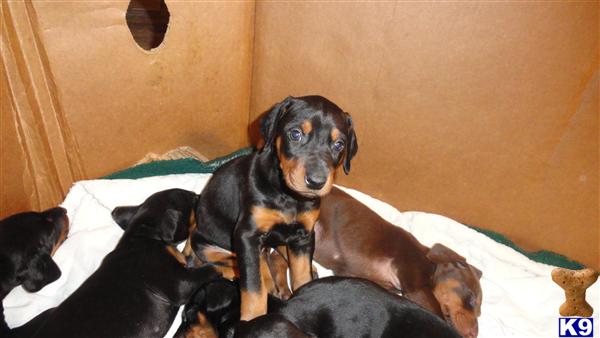 Doberman Pinscher Puppies