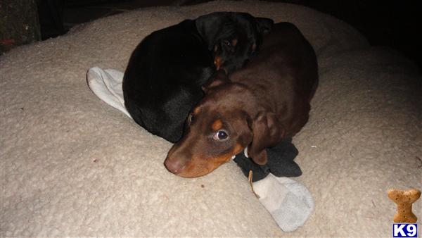 Doberman Pinscher Puppies