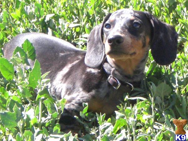 Stud Dogs - Dachshund