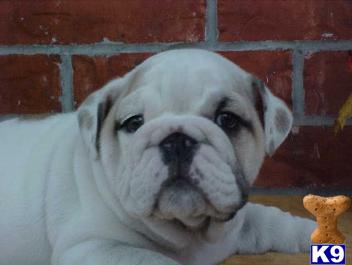 Bulldog Puppies for Sale