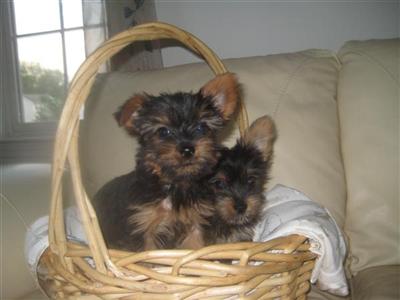 Puppies in NJ