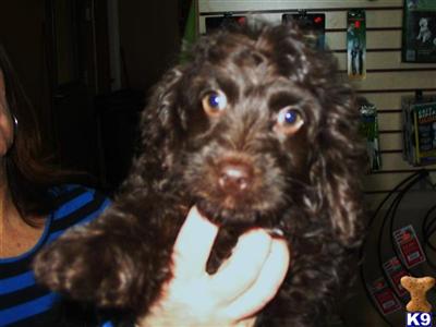 Cockapoos Puppies for Sale