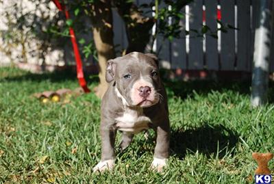 American Pit Bull Puppies for Sale