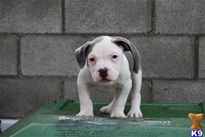 Puppies in CA