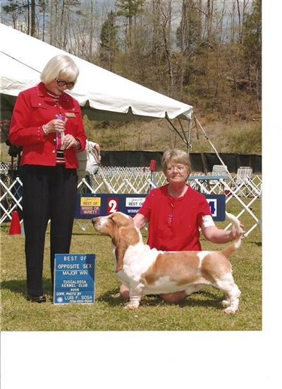 Stud Dogs - Basset Hound