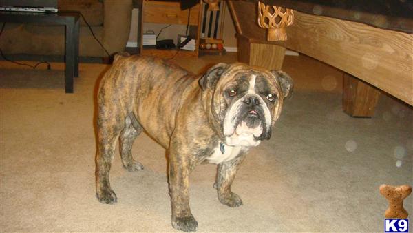 Stud Dogs - Bulldog