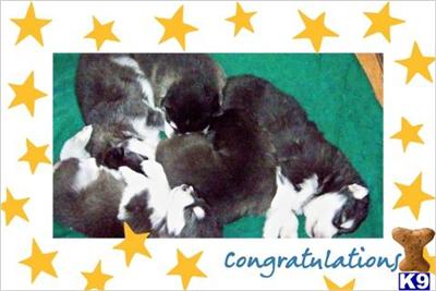 Alaskan Malamute Puppies for Sale