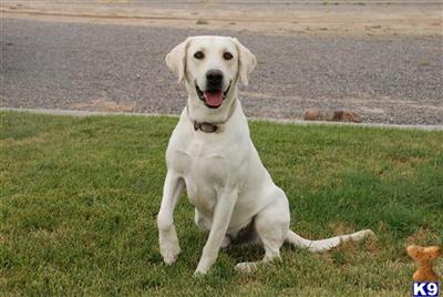 Stud Dogs in UT