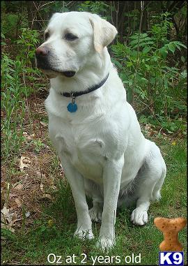 Stud Dogs - Labrador Retriever