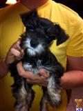 Miniature Schnauzer
