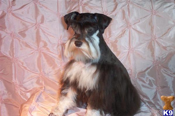 Miniature Schnauzer Puppies