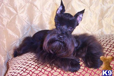 Miniature Schnauzer Puppies