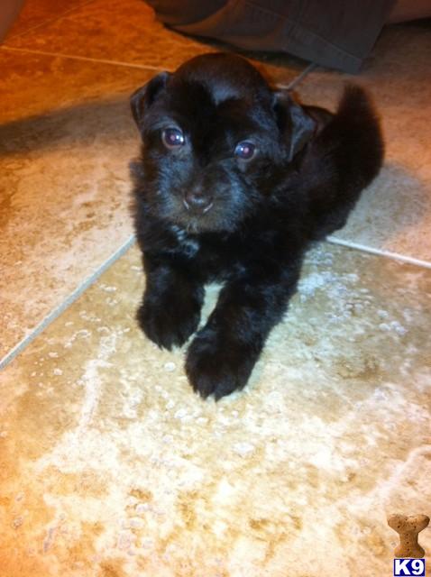 Miniature Schnauzer Puppies