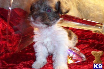 Dogs for Sale