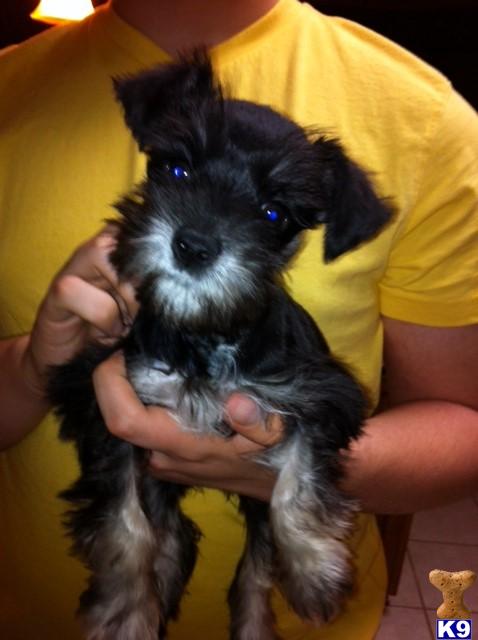 Miniature Schnauzer Puppies in TX