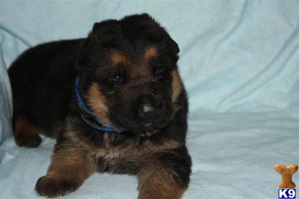 Puppies in Wolfe city