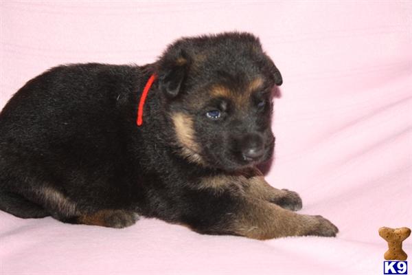 Puppies in Wolfe city