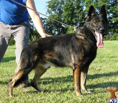 German Shepherd Puppies for Sale