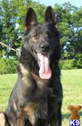 Stud Dogs - German Shepherd