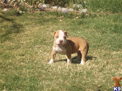 Puppies in Phoenix