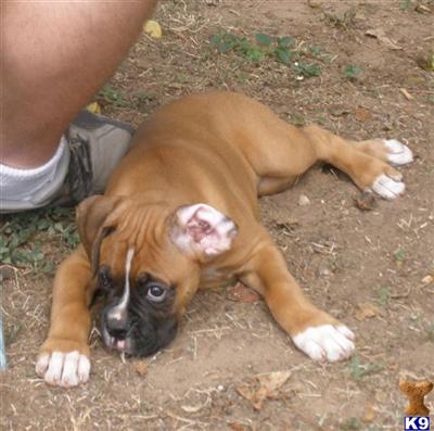 Boxer Puppies in TX