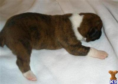Boxer Puppies in TX