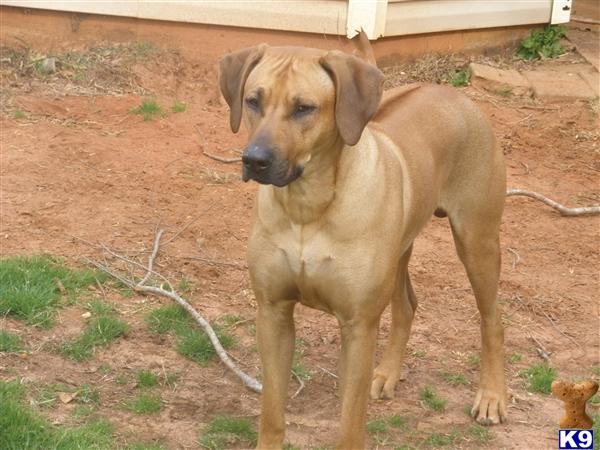Stud Dogs in AL