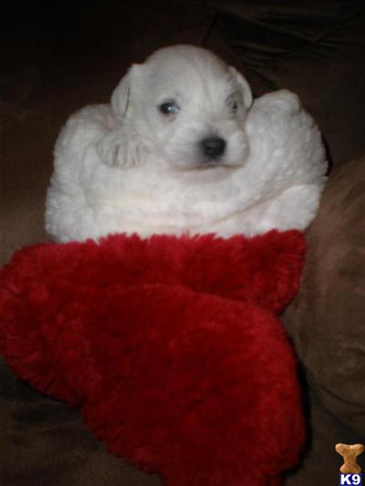 Miniature Schnauzer Puppies for Sale