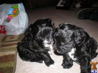 Schnoodle Puppies