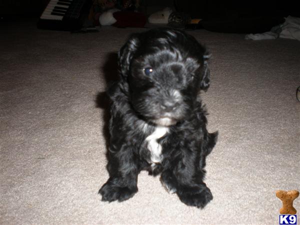 Schnoodle Puppies